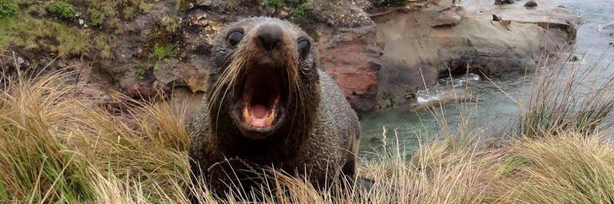 Lots of seals at Shag Point, 25 mins from Happy Valley B&B .jpg