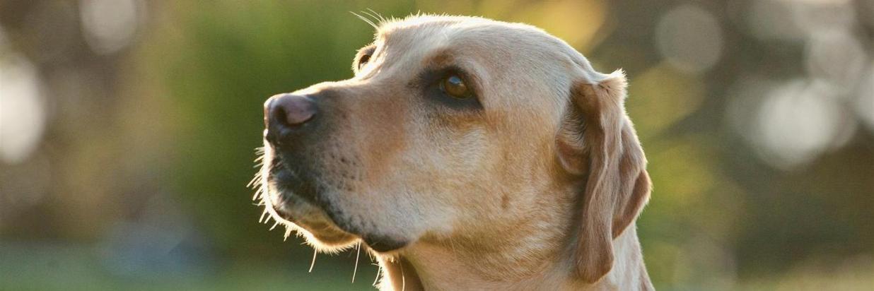 Pet Friendly Hotel Cottages At Little River Cove Ca Mendocino Pet Friendly Lodging