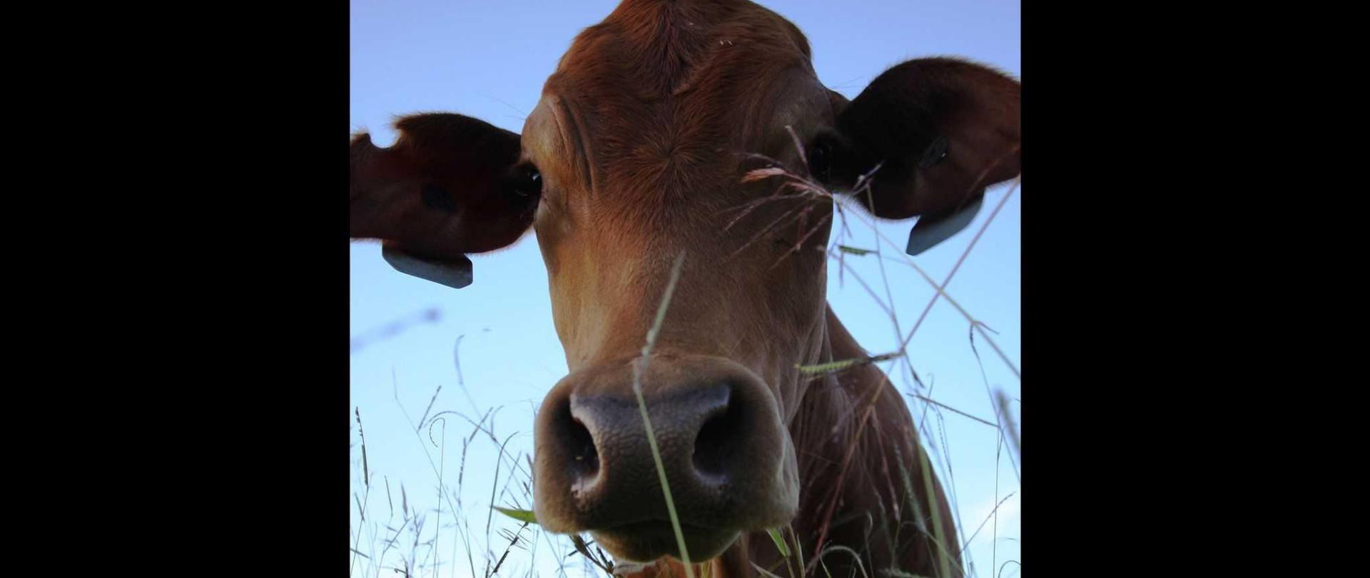 curious_cow-1.jpg