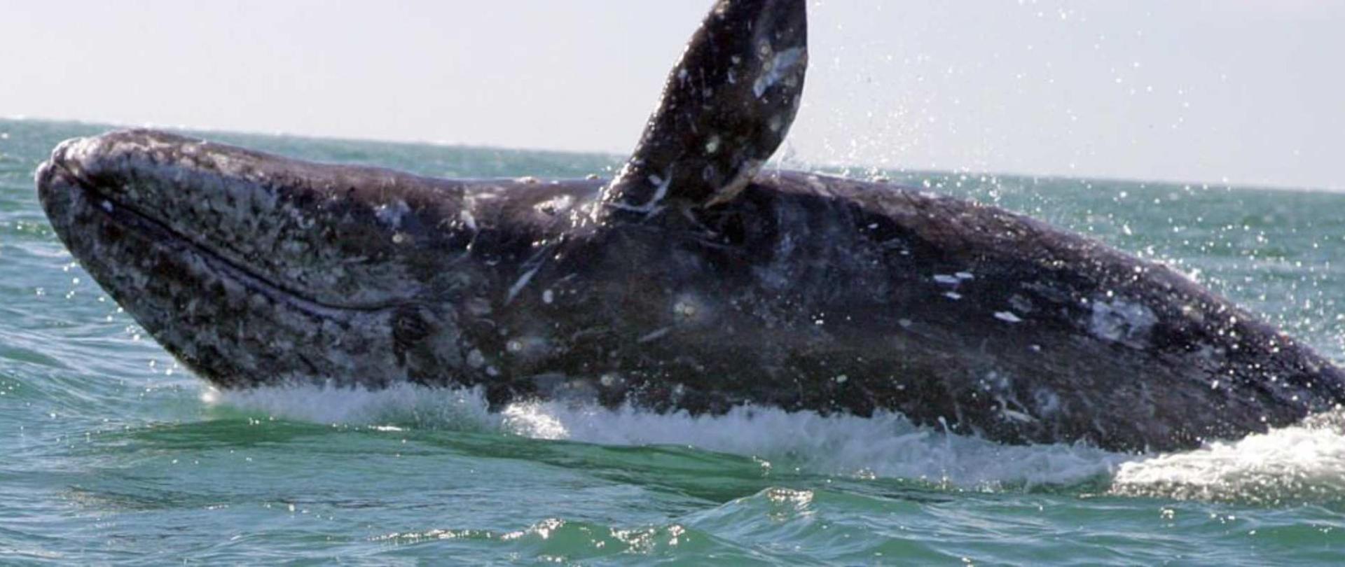 Grey whales often called friendly whales make. Остров Врангеля серый кит. Остров Врангеля киты. Серый кит размножение. Заповедник остров Врангеля киты.