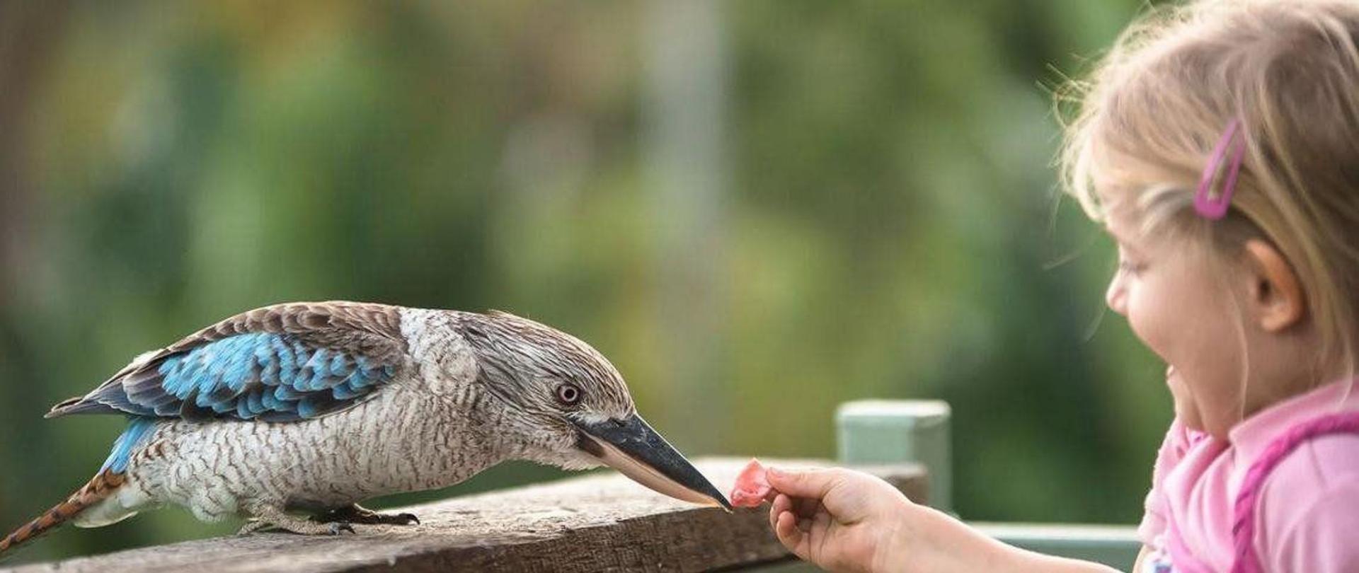 feeding-the-kookaburra.jpg