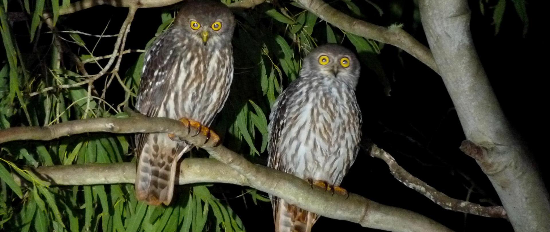 barking_owl_our_place_pair-3.png