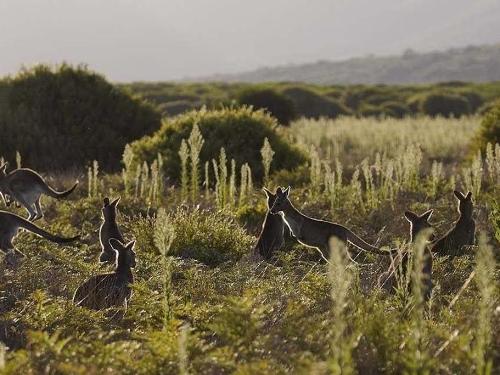 kangaroos-in-the-wild_gip_r_1380772_-1.jpg