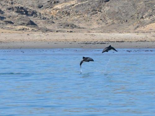 2017-zeepaard-catamaran-tour-heaviside-dolphins-1.jpg