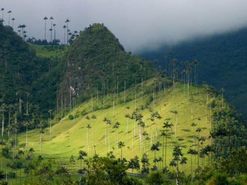 valle-de-cocora-1.jpg