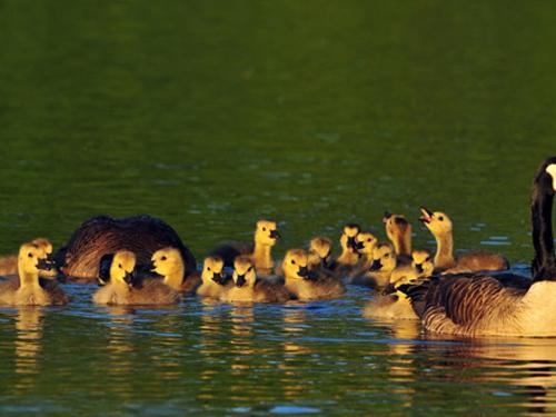 Birding