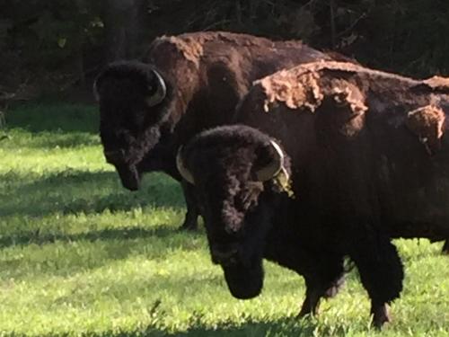 Bison Tours