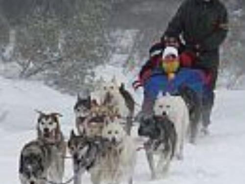 Dog Sledding
