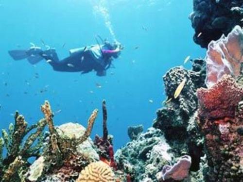 Snorkeling & Diving