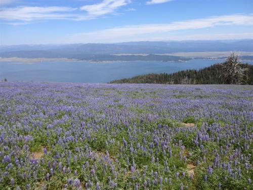 Summer in Cascade