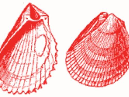 Mollusks
