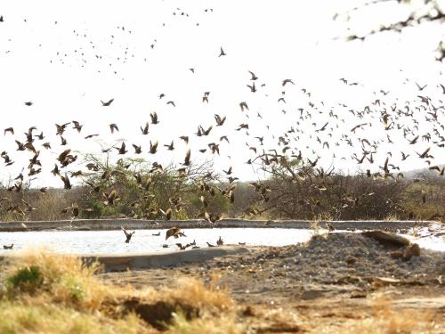 Saruni Rhino & Rhino Tracking