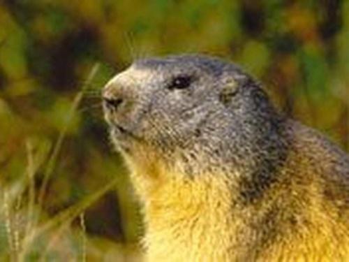 marmotte4.jpg