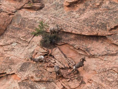 East Zion Big Horn Sheep