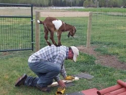 On the farm