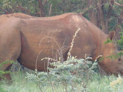 The Rhino