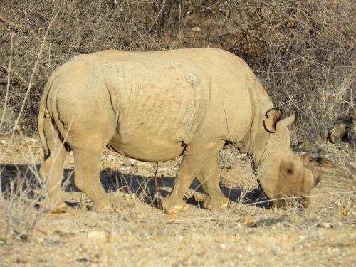 The Rhino