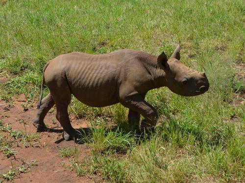 The Rhino