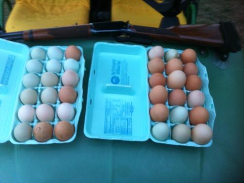 Egg Gathering
