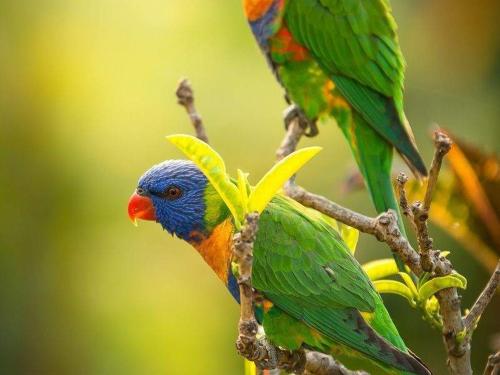 lorikeets-1.jpg