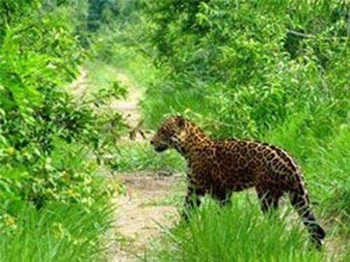 Pantanal