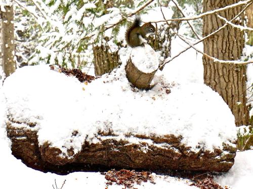 Winter at the Lodge