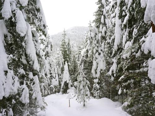 Jan. 5 - 29 cm of Snow Overnight