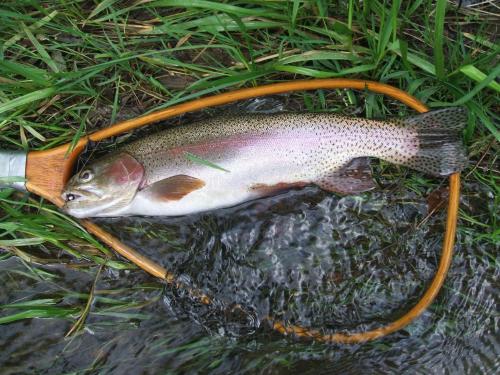 Fishing & Hunting in McDowell County!