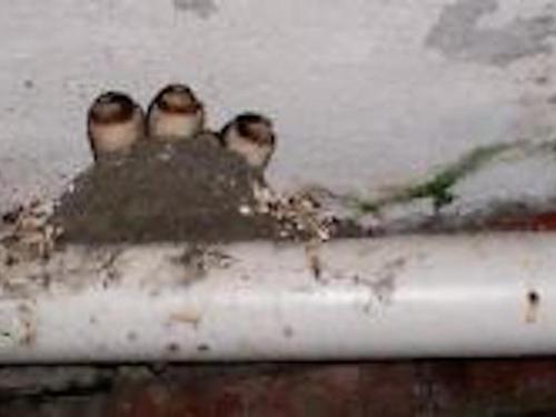 Bird Watching at the Elkhorn Inn!