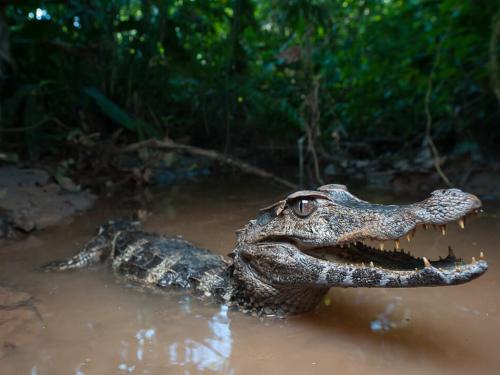 Amazon Rainforest Lodge in Tena Ecuador