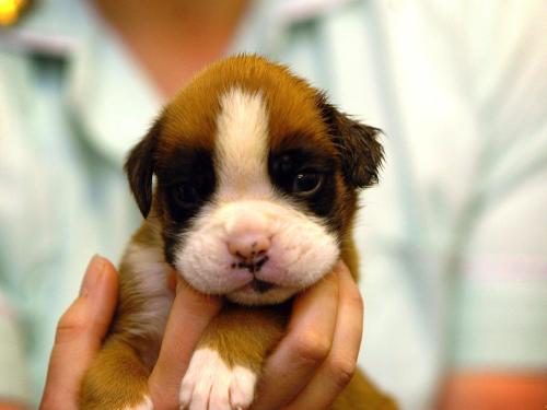 We Love Pets!!