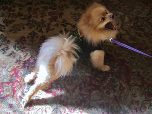 We're Pet-Friendly!